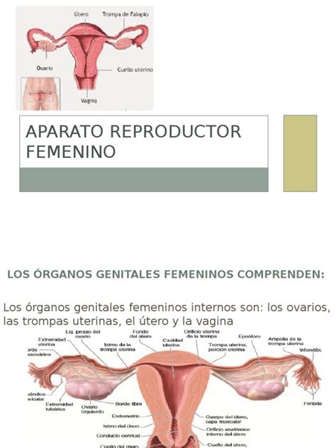 otgasmos femeninos|aparato reproductor femenino con nombres.